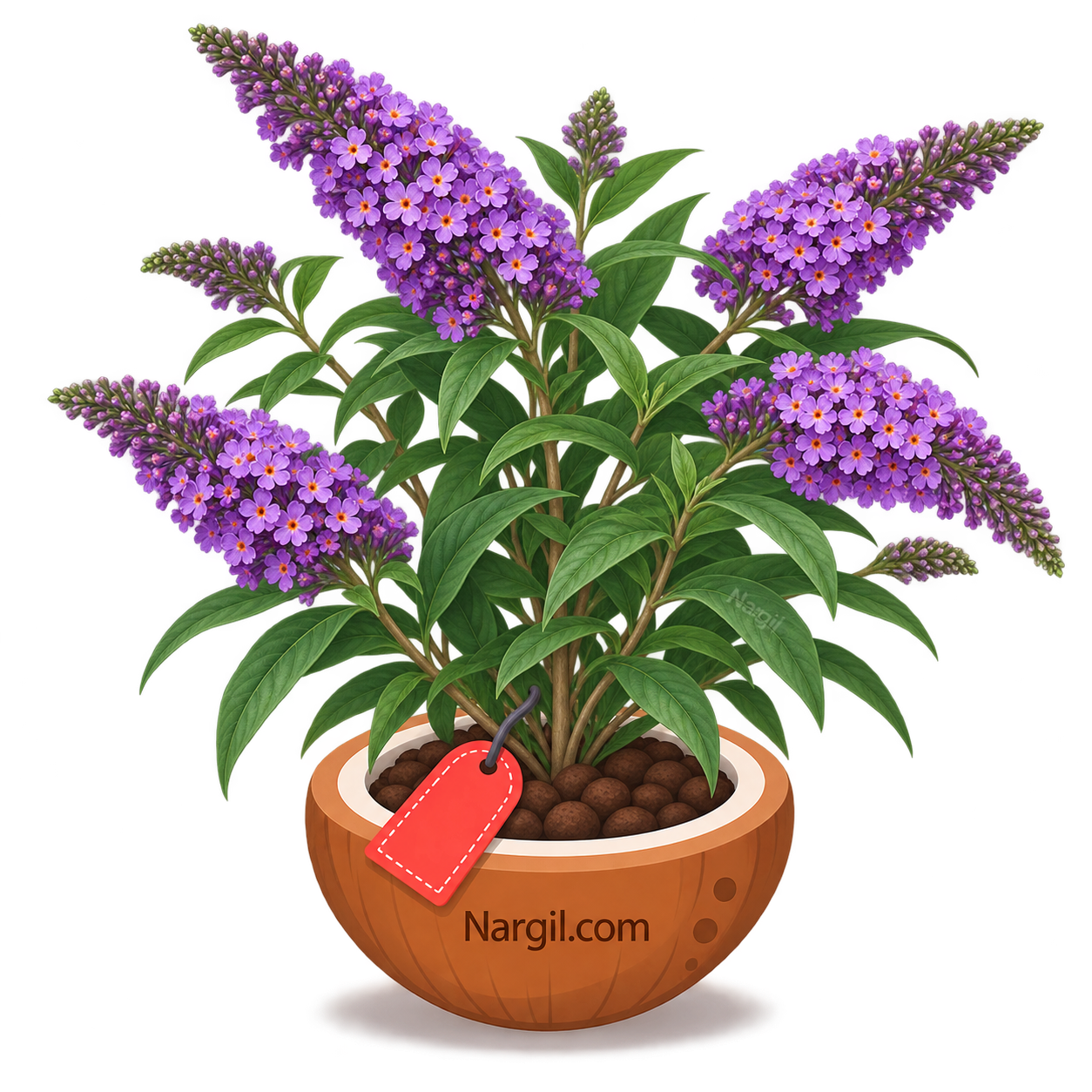 Nargil_Buddleja Davidii